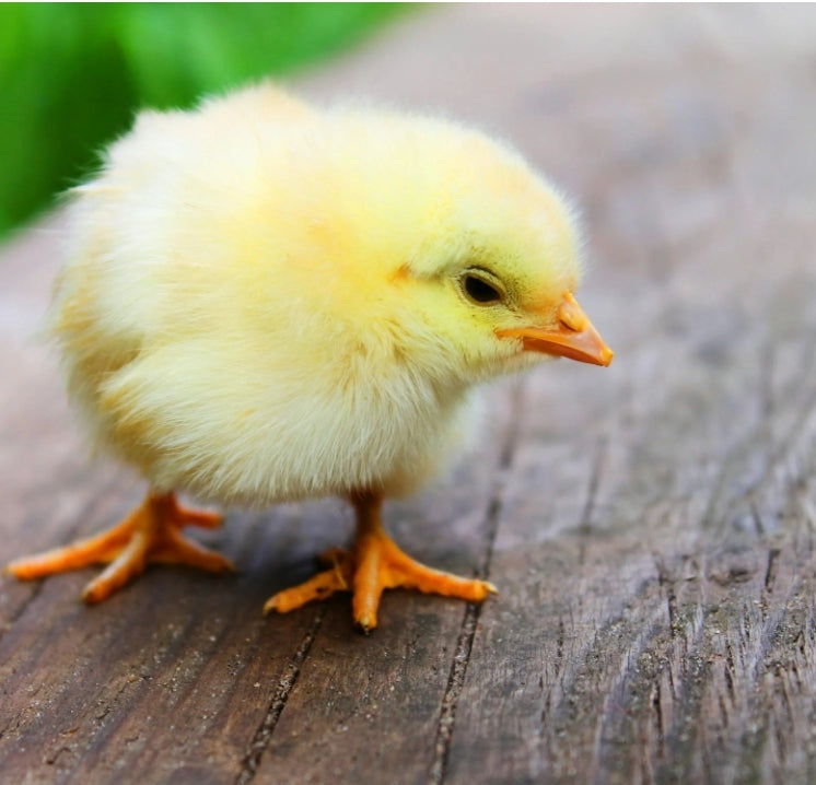 Barnyard Mix (Hatch Q3-001 Pre-Order)