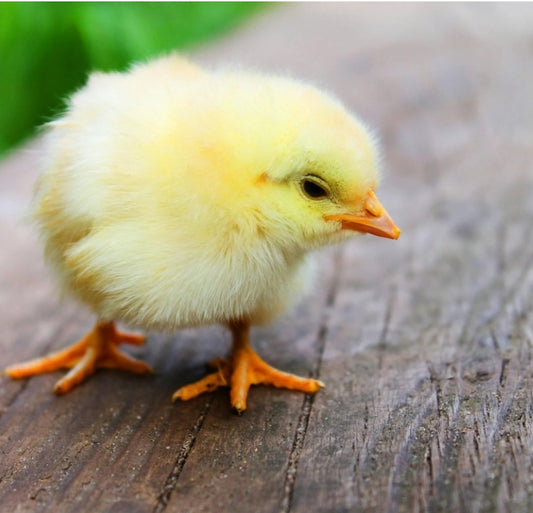 Barnyard Mix (Hatch Q3-001 Pre-Order)