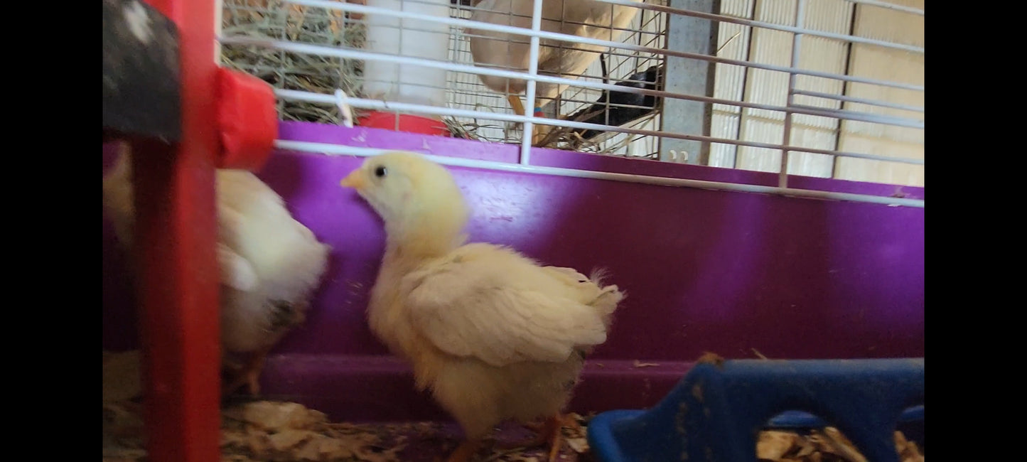 Barnyard Mix Live Chicks (Pre-Order: February 27 2026)