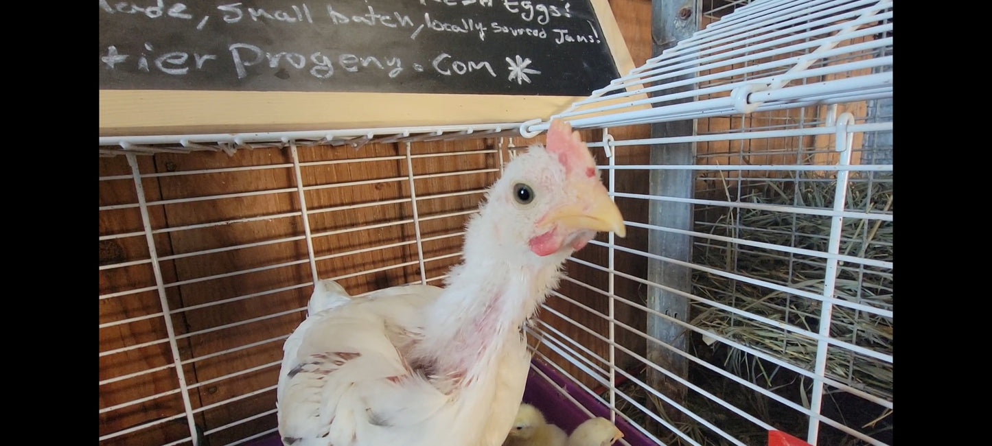 Barnyard Mix Live Chicks (Pre-Order: February 27 2026)