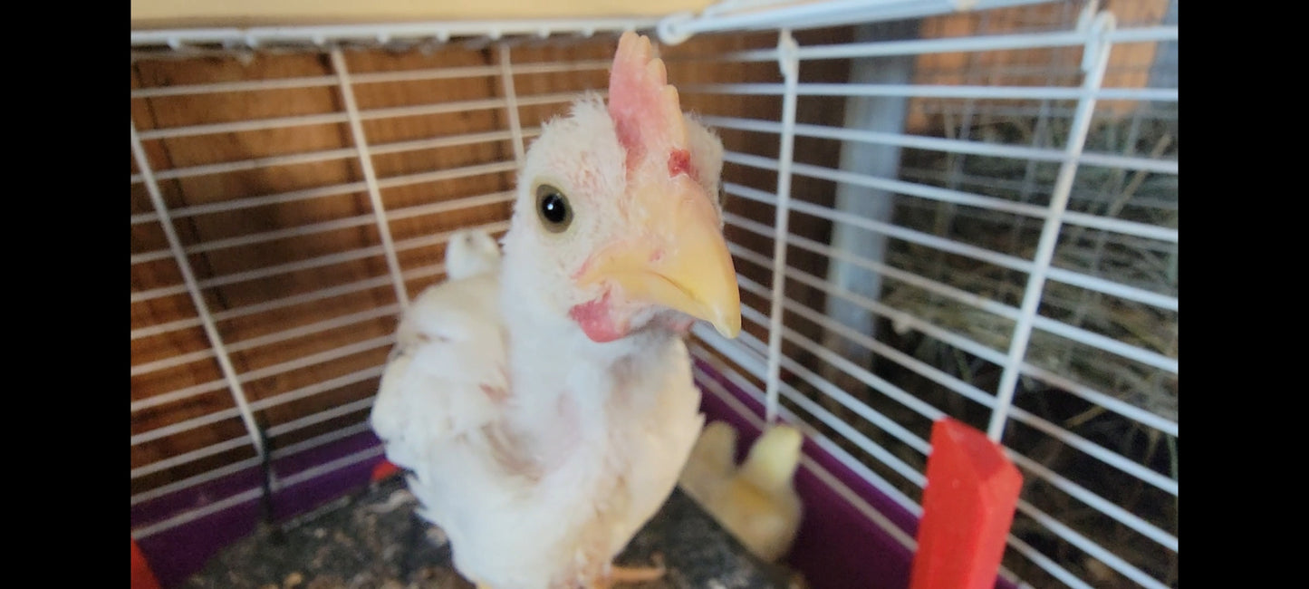 Barnyard Mix Live Chicks (Pre-Order: February 27 2026)